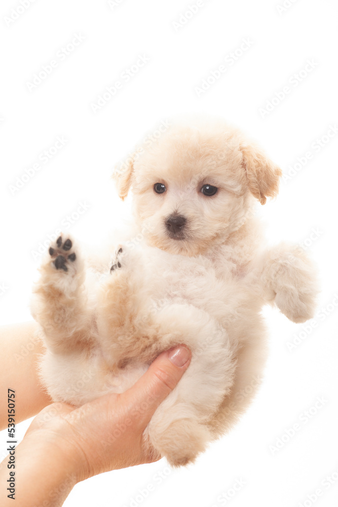 Obraz premium image of dog hands white background