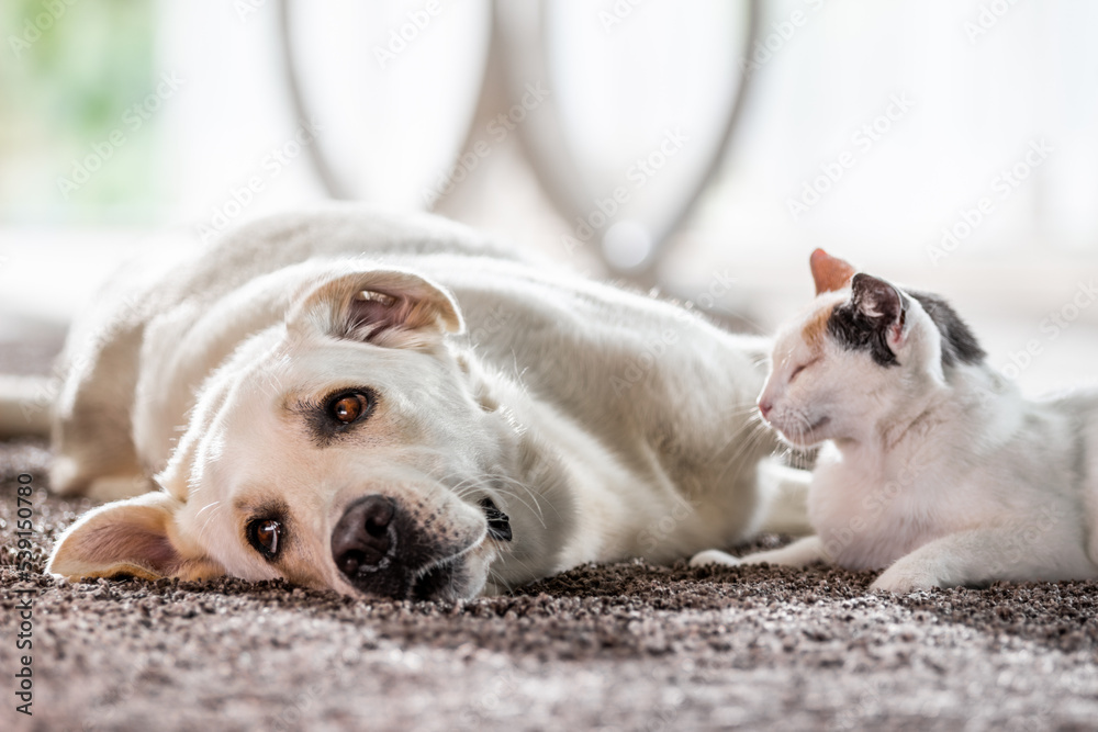 Fototapeta premium Cat and dog lying together