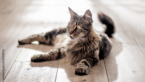 Main coon cat lying on a wooden floor