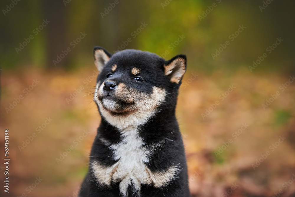 black shiba inu puppy sitting in autumn foliage
