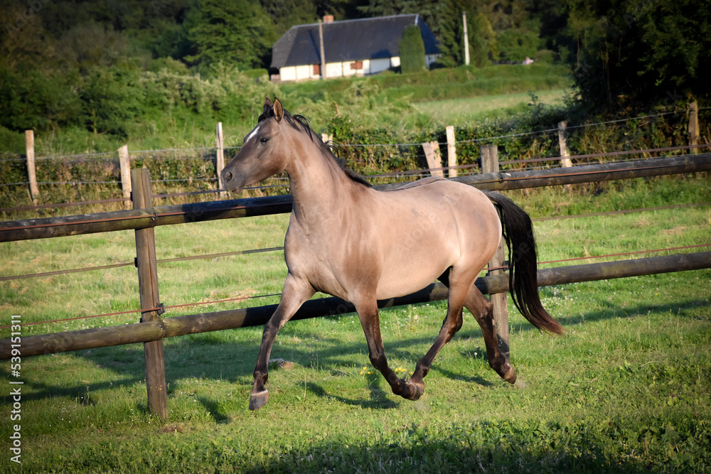 Poney de sport cheval de robe grullo au trot dans une pâture avec des lices en bois noires Poney de sport cheval de robe grullo au trot dans une pâture avec des lices en bois noires