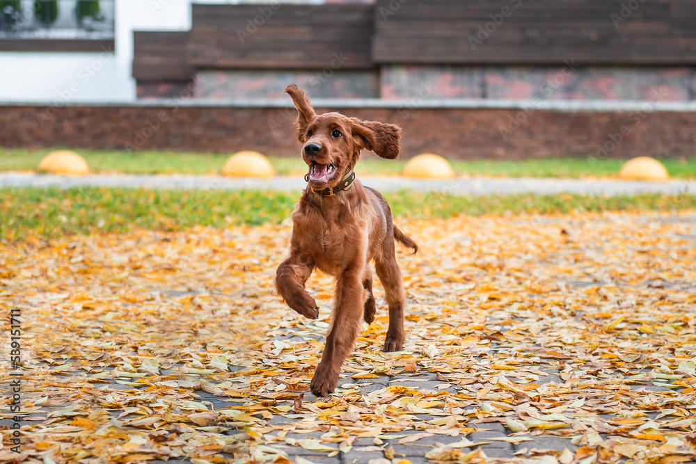 Portrait of a red Irish setter puppy in motion, the puppy runs