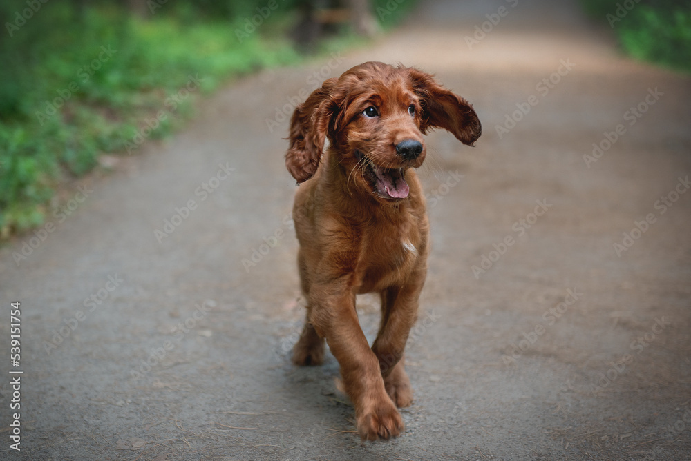 Red setter puppy running along the path in the park
