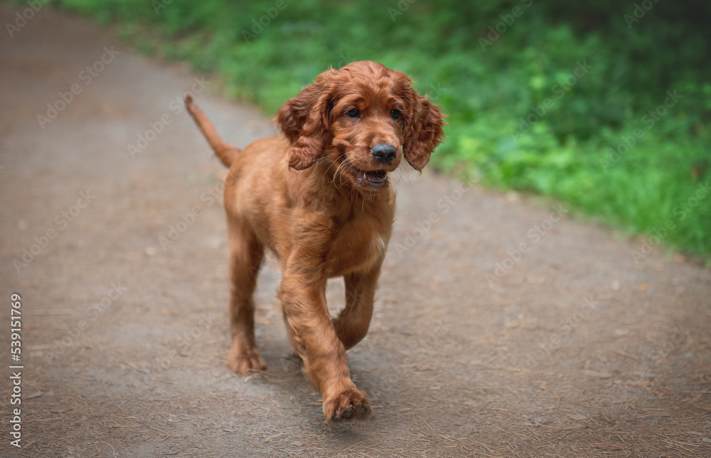 Portrait of a red Irish setter puppy in motion, the puppy runs