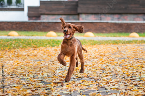 Obraz na płótnie Portrait of a red Irish setter puppy in motion, the puppy runs w salonie