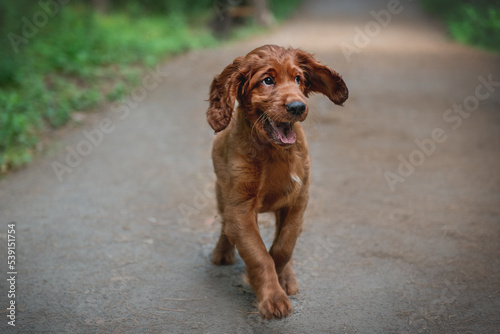 Obraz na płótnie Red setter puppy running along the path in the park w salonie