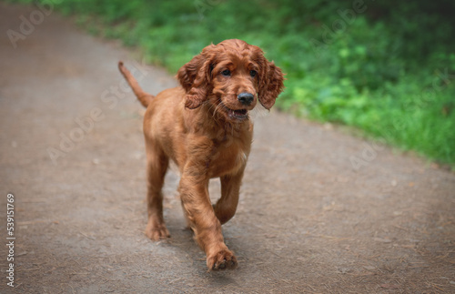 Obraz na płótnie Portrait of a red Irish setter puppy in motion, the puppy runs w salonie