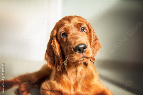 Portrait of a red Irish setter puppy close-up photo