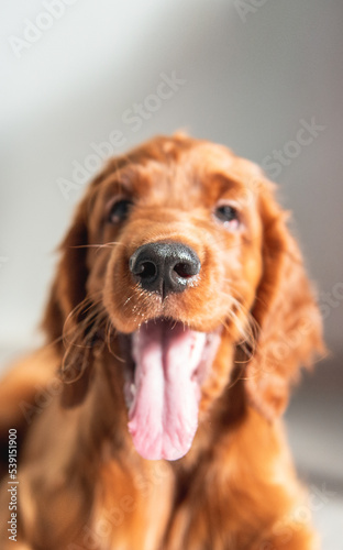 Obraz na płótnie Red Irish Setter puppy yawns w salonie