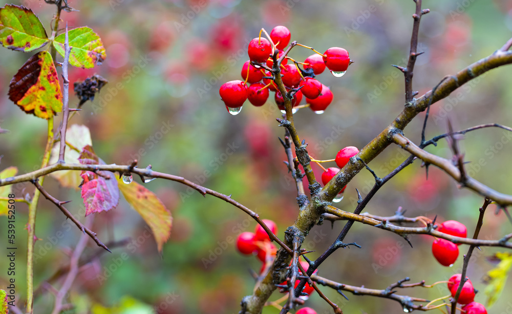 Red fruit of Crataegus monogyna, known as hawthorn or single-seeded hawthorn wet in the rain.. Branch with Hawthorn berries in garden. Red fruit of Crataegus monogyna, known as hawthorn or single-seeded hawthorn wet in the rain.. Branch with Hawthorn berries in garden.