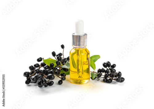 Black Elderberry Oil Isolated, Sambucus Berries, Ripe Danewort, Elder berry on white background