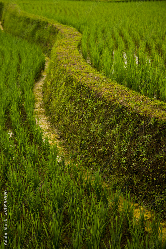 Rice fields, rice terrace, green plantation. Beautiful Bali agriculture landscape.