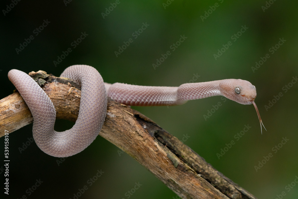 Fototapeta premium A baby female pink white mangrove pit viper Trimeresurus purpureomaculatus sticking out its tongue on a branch with bokeh background 