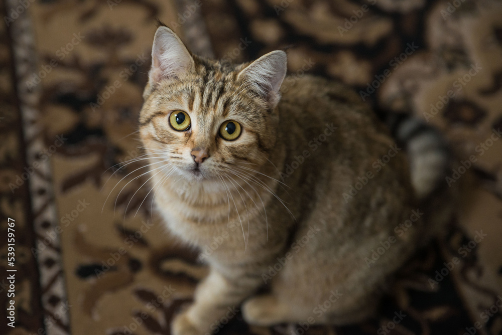 beautiful striped European shorthair cat lies