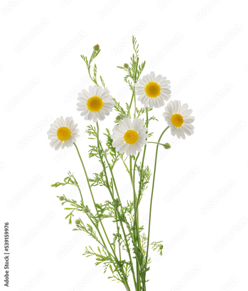 Obraz Chamomiles daisy flower isolated on white background without shadow with clipping path fototapeta, plakat