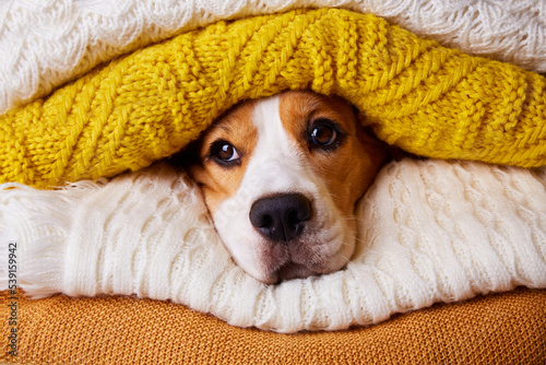 The beagle dog's head is in a stack of folded knitted sweaters or scarves. Autumn concept.  photo