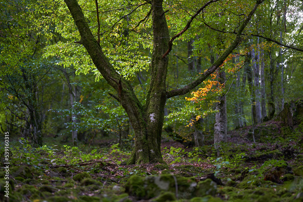 Naklejka premium Enchanted forest covered in moss