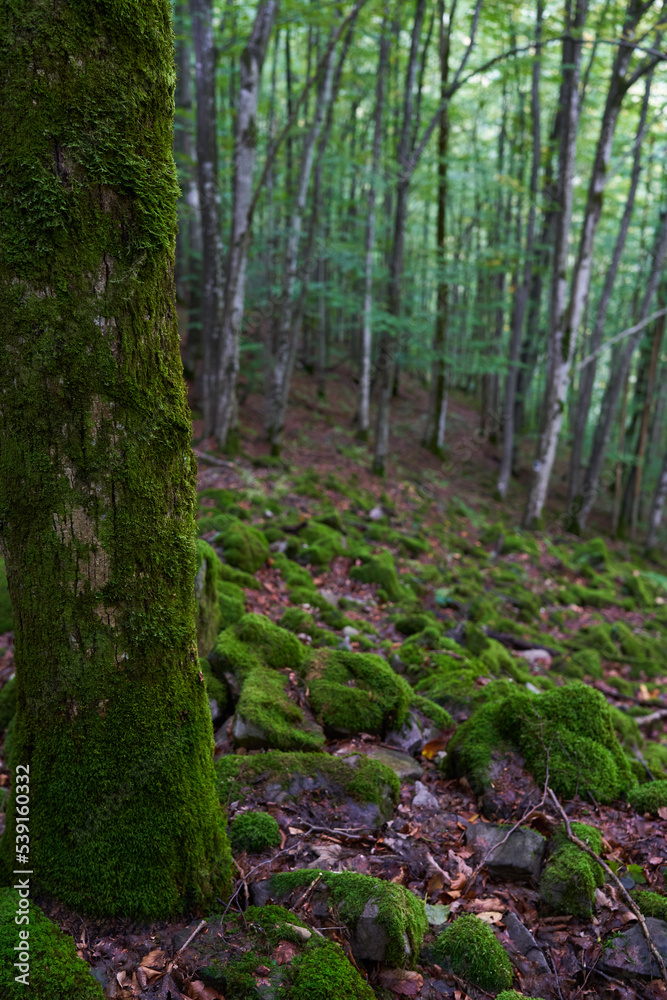 Obraz premium Enchanted forest covered in moss