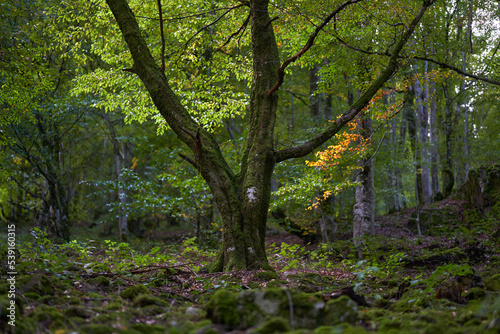 Enchanted forest covered in moss