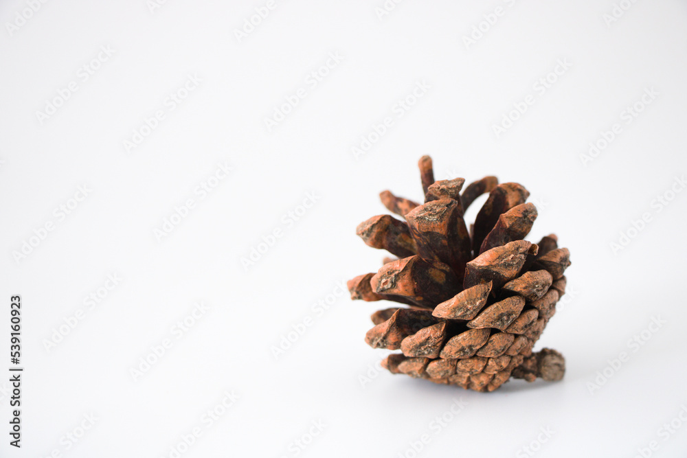 pine cone on a white background pine cone on a white background