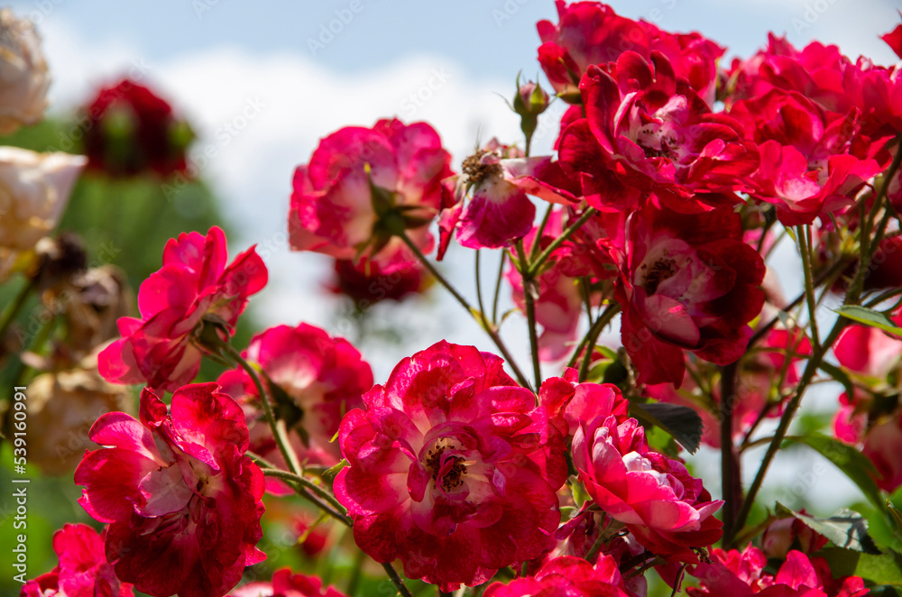 red and white tulips