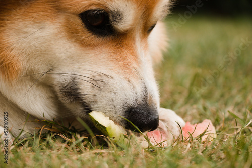 Corgi eating melon close up