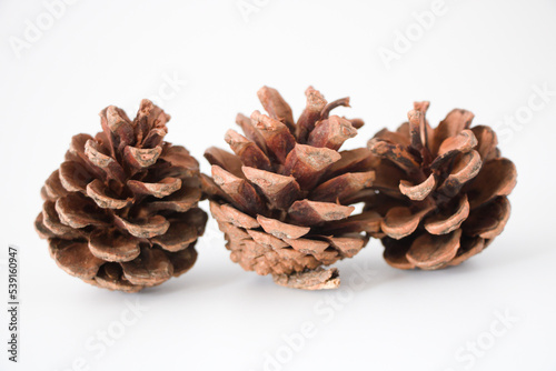 three pinecones isolated on white background