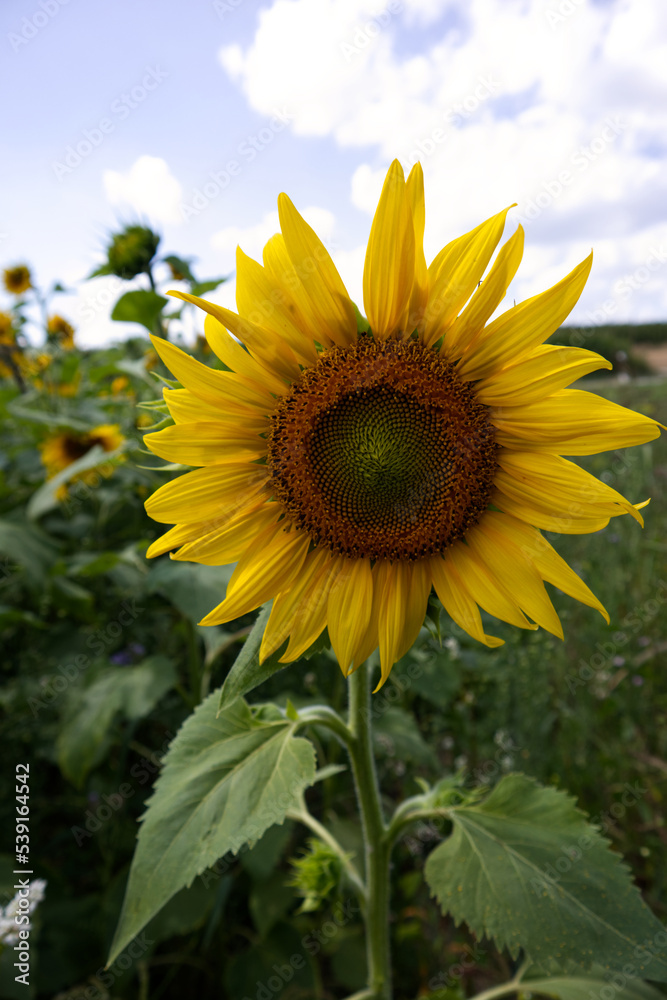 Sunflower head close-up on the background of the field Sunflower head close-up on the background of the field
