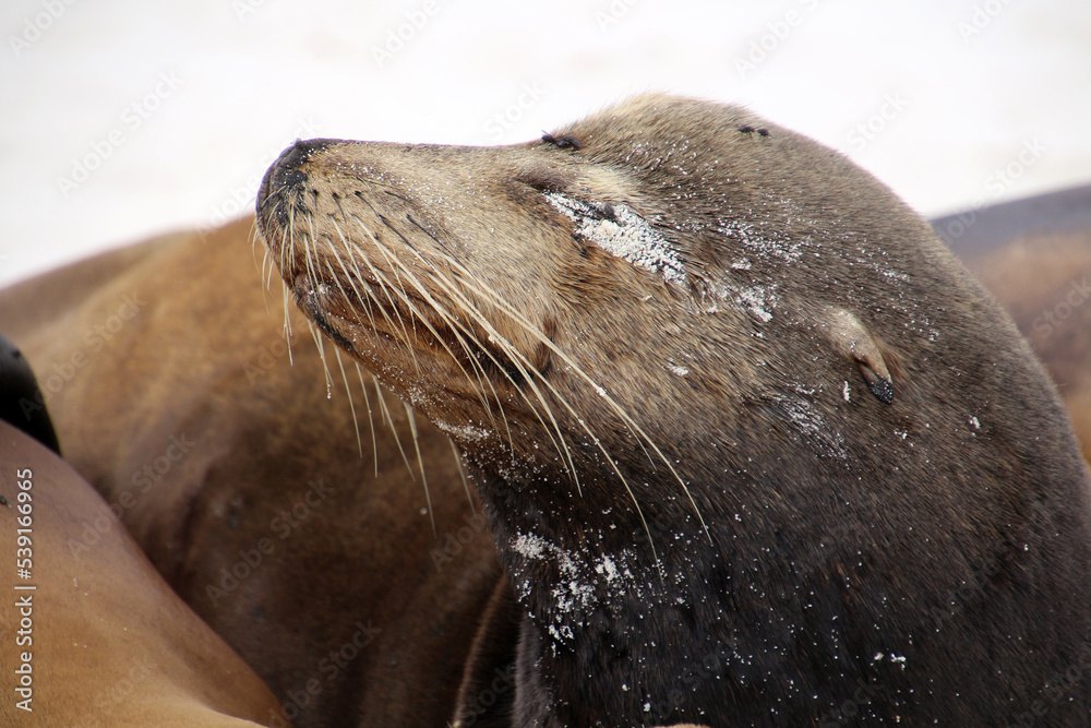 Fototapeta premium Galapagos sea lion on Gardner Bay beach, Espanola Island, Galapagos Island