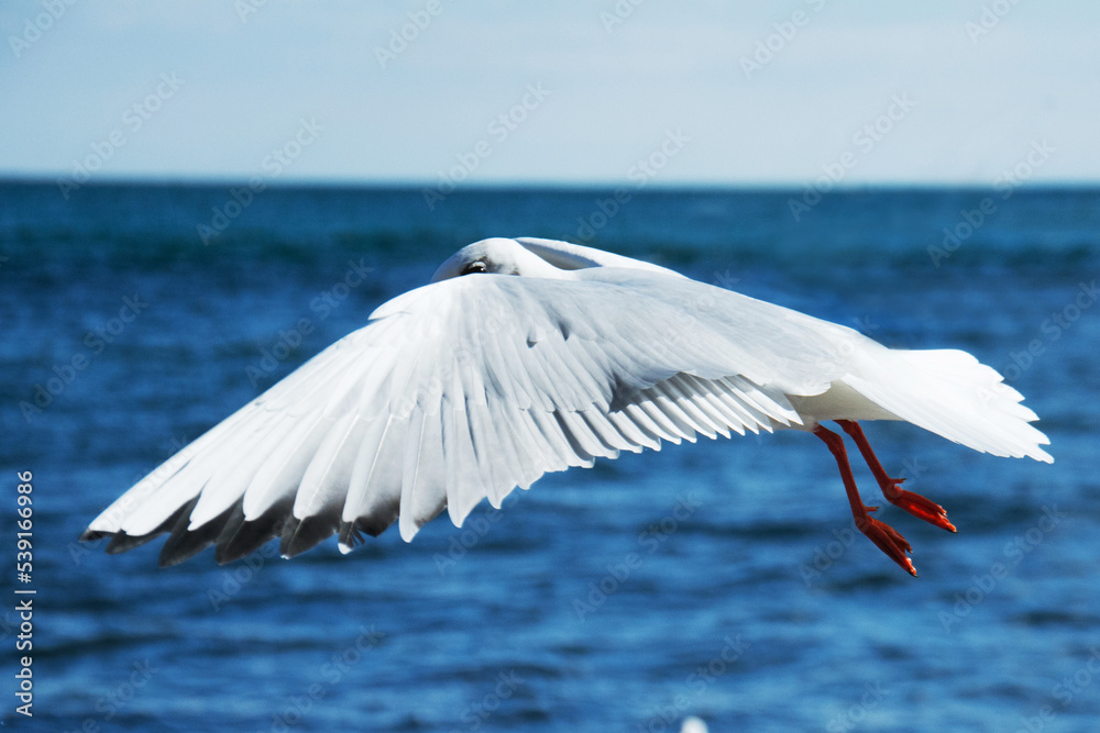 Fototapeta premium seagull bird