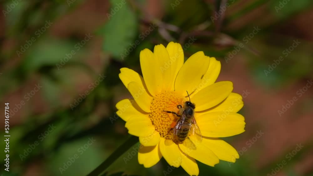 A bee carrying pollen on a yellow flower. A bee carrying pollen on a yellow flower.