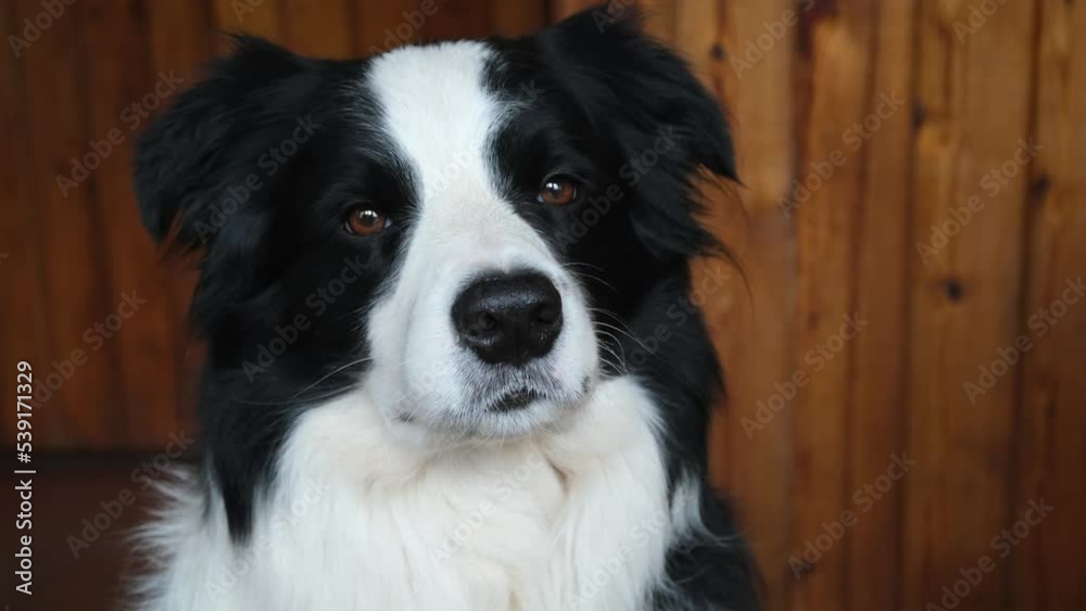Funny portrait of puppy dog border collie indoors. Cute pet dog resting playing at home. Pet animal life concept Funny portrait of puppy dog border collie indoors. Cute pet dog resting playing at home. Pet animal life concept