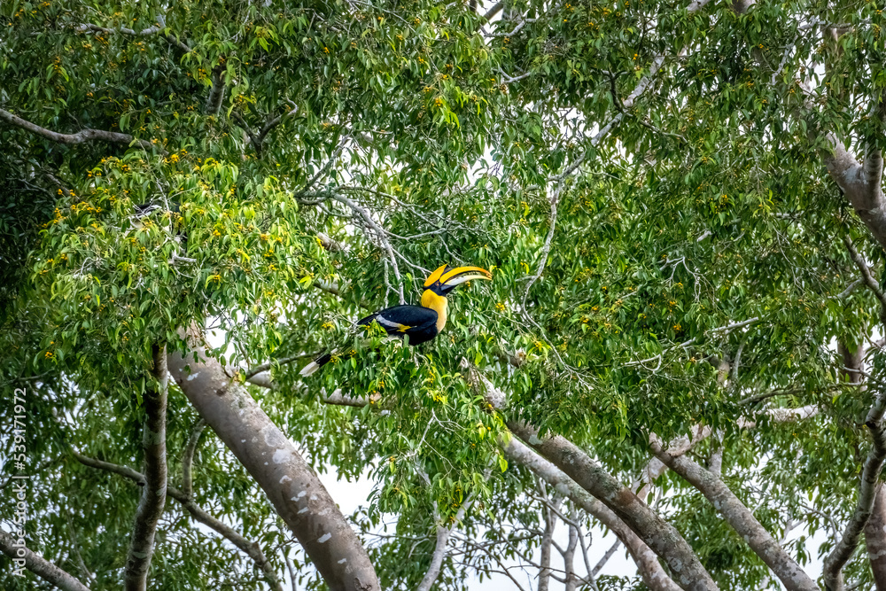 Great Hornbill (Buceros bicornis) nature at Khao Yai National Park,Thailand Great Hornbill (Buceros bicornis) nature at Khao Yai National Park,Thailand