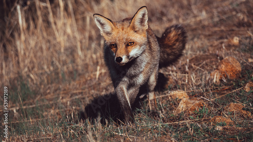 Portrait of a fox © Arai