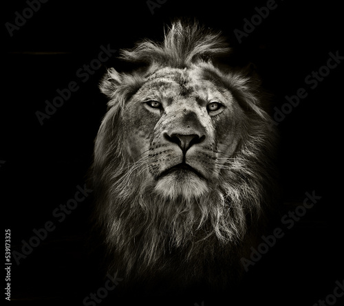 Lion Black Wallpaper © Hariharasudhan 