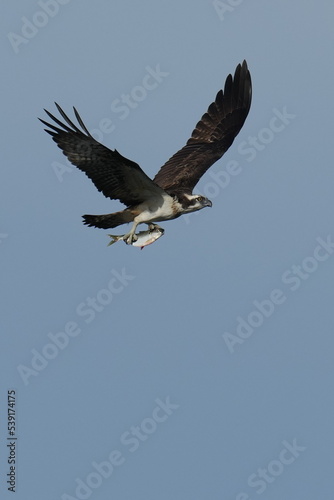 osprey is hunting a fish