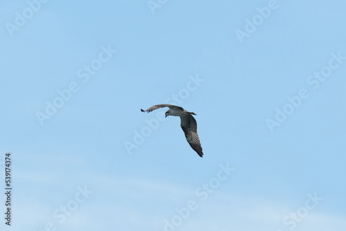 osprey is hunting a fish © Matthewadobe