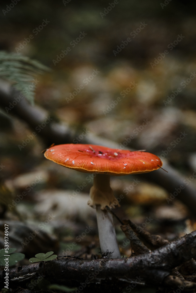 Amanita muscaria Macro photo. Concept of environment and nature of autumn forest in detail. Lonely red fly agaric is poisonous and dangerous inedible mushroom that grows in autumn forest.