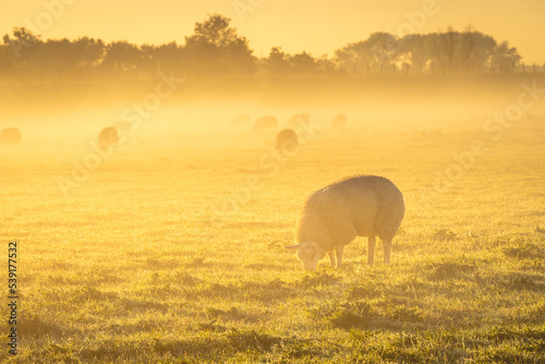 Sheeps in the morning fog of the farm fields, T Woudt The Netherlands.