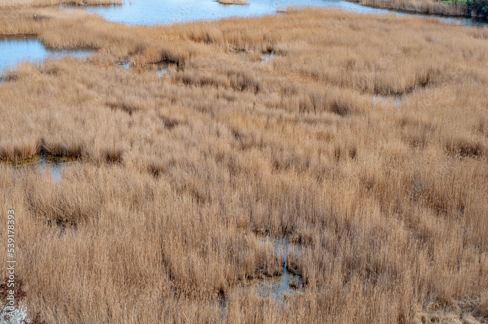 Marshy area with dry yellow reeds, small patches of water among vegetation, autumn season
