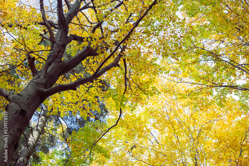 jesień, krajobraz jesienny, autumn, nature, las lisciasty, bar, las, drzewa, knieje, forest, leśny, 森, 秋の森, liście, leaf