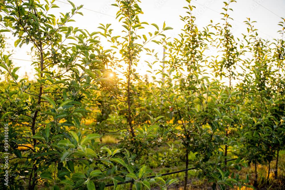 Fototapeta premium Young Apple orchard with drip irrigation system for trees