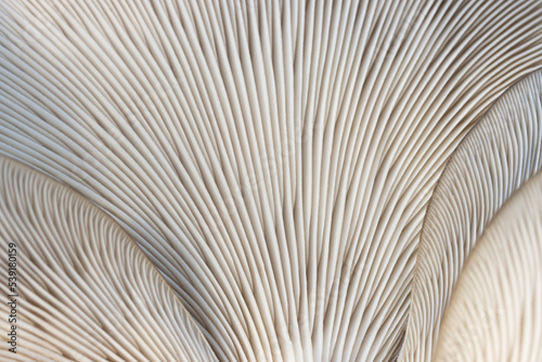 close-up of the lamina of the fungus, oyster mushroom photo