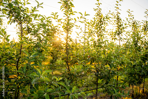Young Apple orchard with drip irrigation system for trees