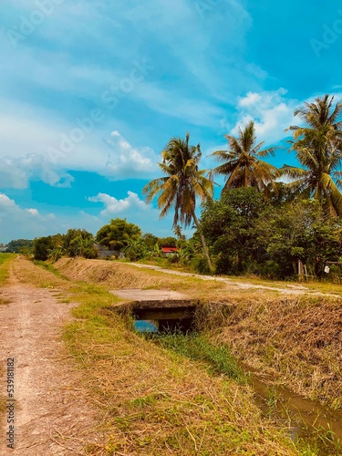 Картината върху платно trees in paddy field
