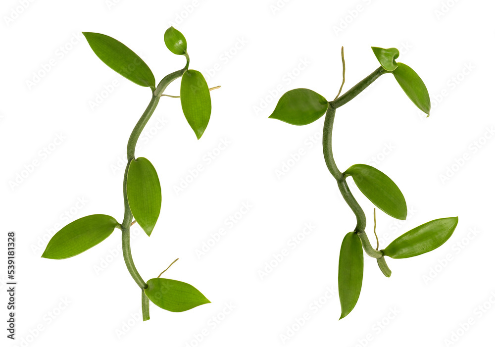 Vanilla green leaves on tranparent background. Vanilla green leaves on tranparent background.