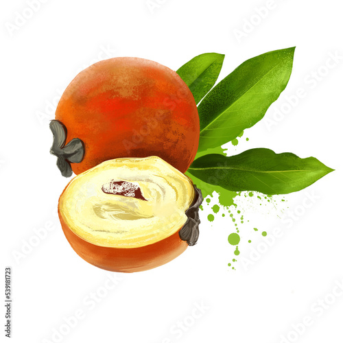 Tableau sur toile Kamagong, mabolo, talang, butter fruit or velvet apple isolated on white background