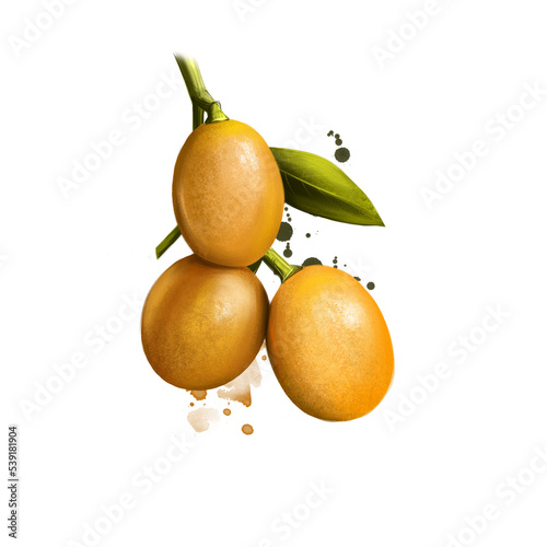 Wampee fruit isolated on white. Digital art watercolor illustration. Clausena lansium, Clausena wampi species of strongly scented evergreen tree family Rutaceae. Fruit looks like a grape