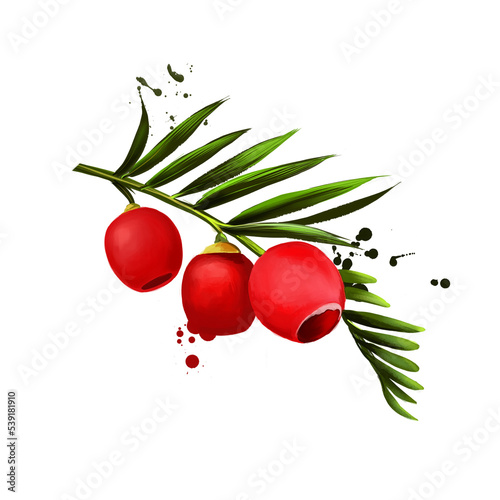 Taxus baccata fruit isolated on white. Digital art watercolor illustration. Yew or English European yew. Leaves are poisonous. Used in medicine. Poisoned plant