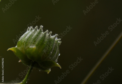 dew on a flower